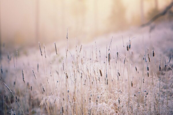 Grass illuminated by the sun and covered with frost