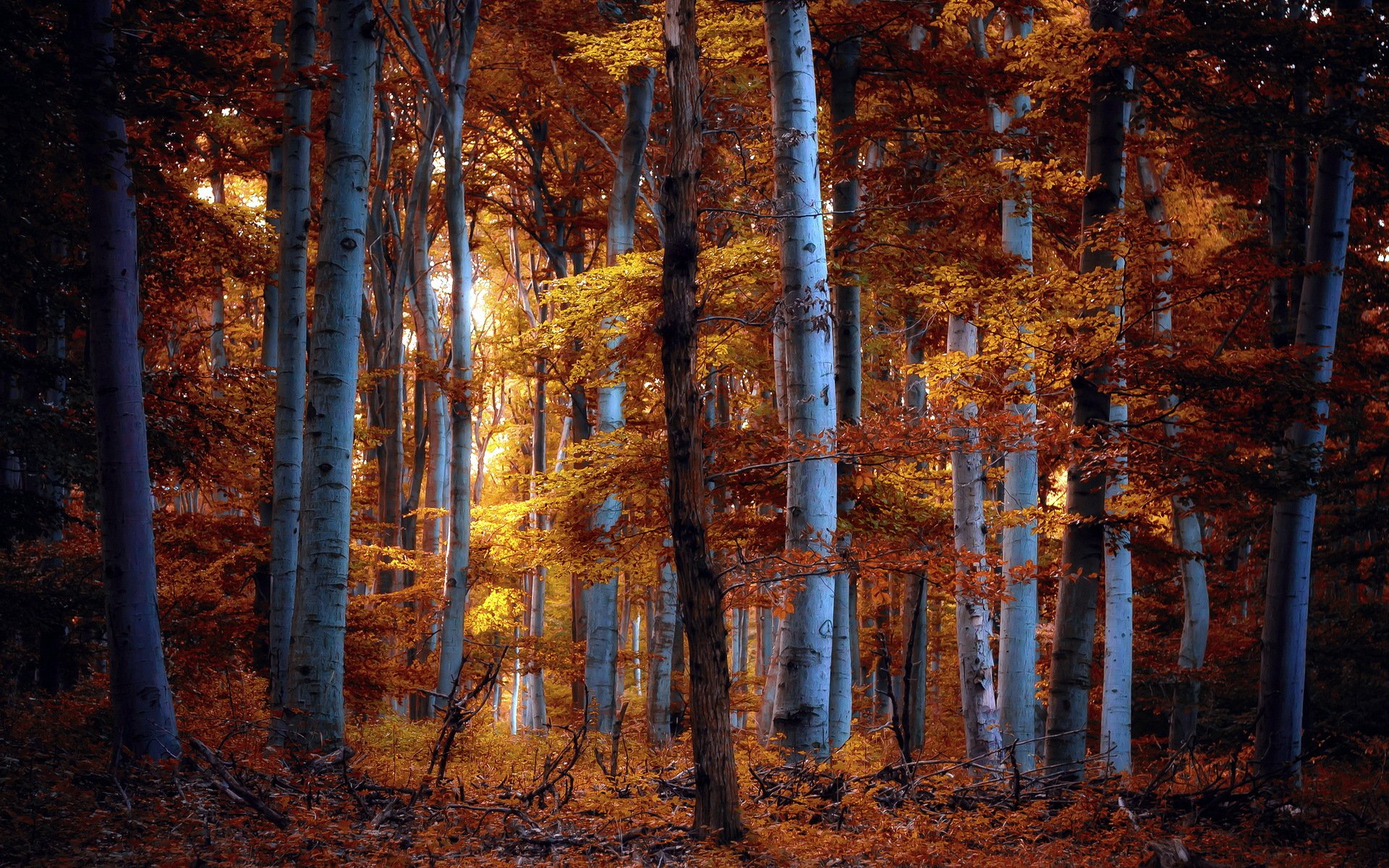 forest autumn nature