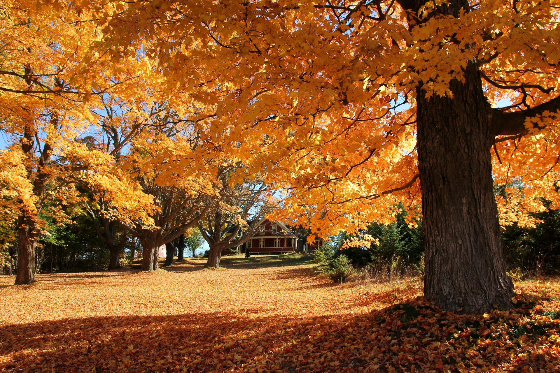 yard slope house tree leaves autumn