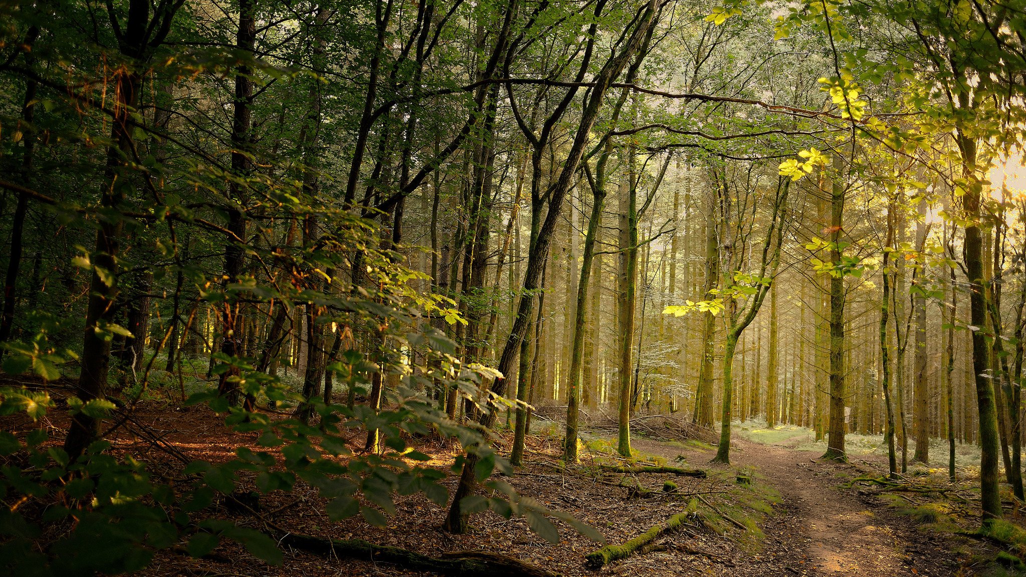 forest path sunlight