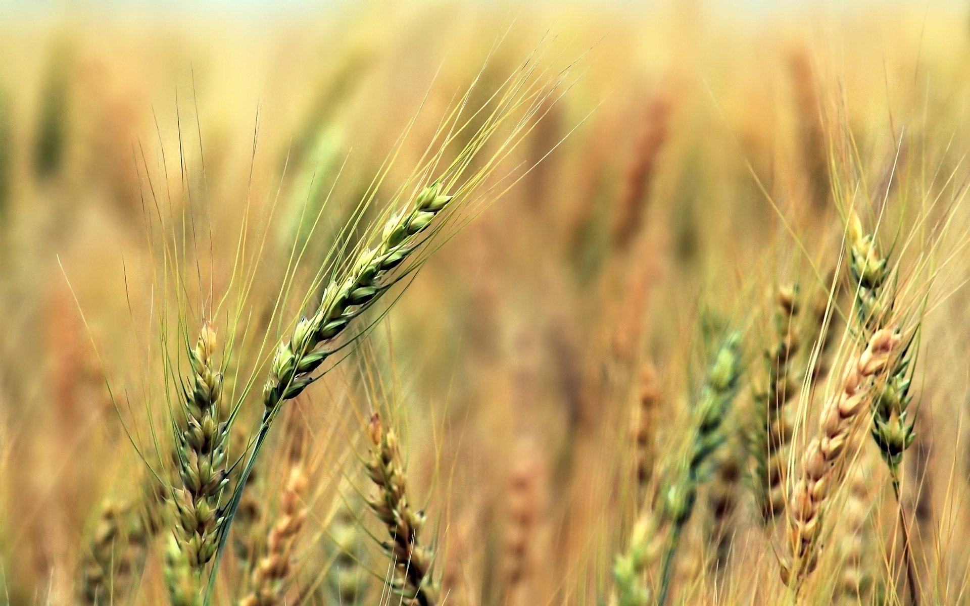 ears rye cereals the field vintage