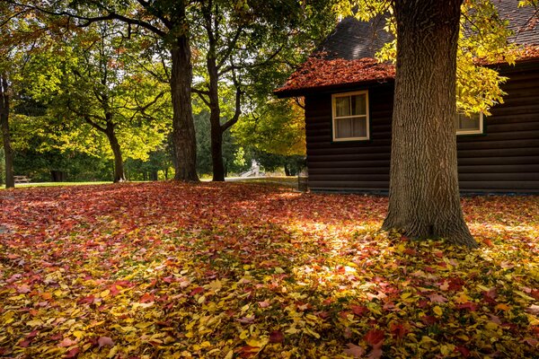 Cozy house in the autumn forest