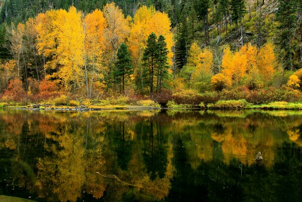 Reflection in the water of the Autumn forest