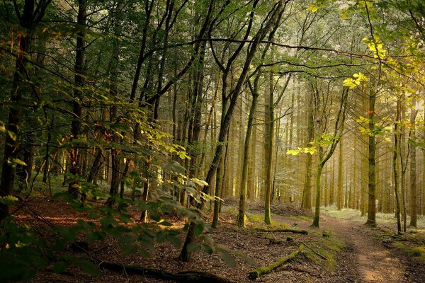 Forest path in the sunlight