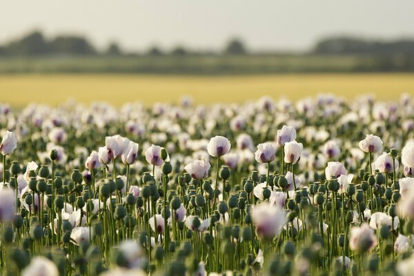 Poppy field in the summer landscape