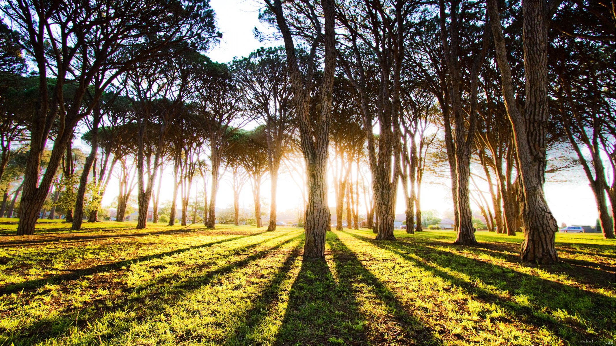 forest tree trunks light sun rays morning dawn