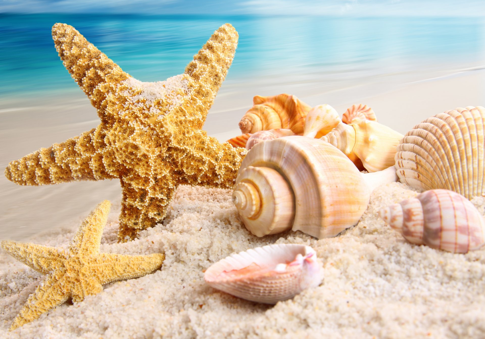 nature sea beach sand shells starfish
