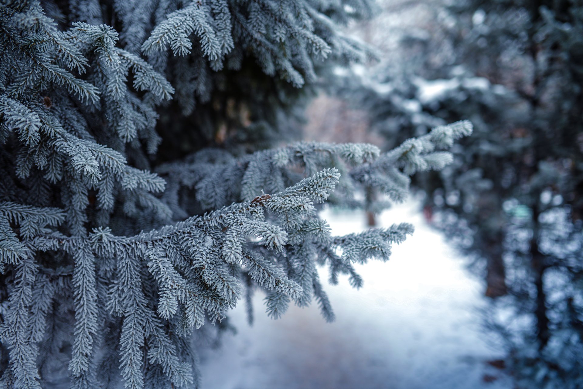 nature spruce pine winter snow branches needle