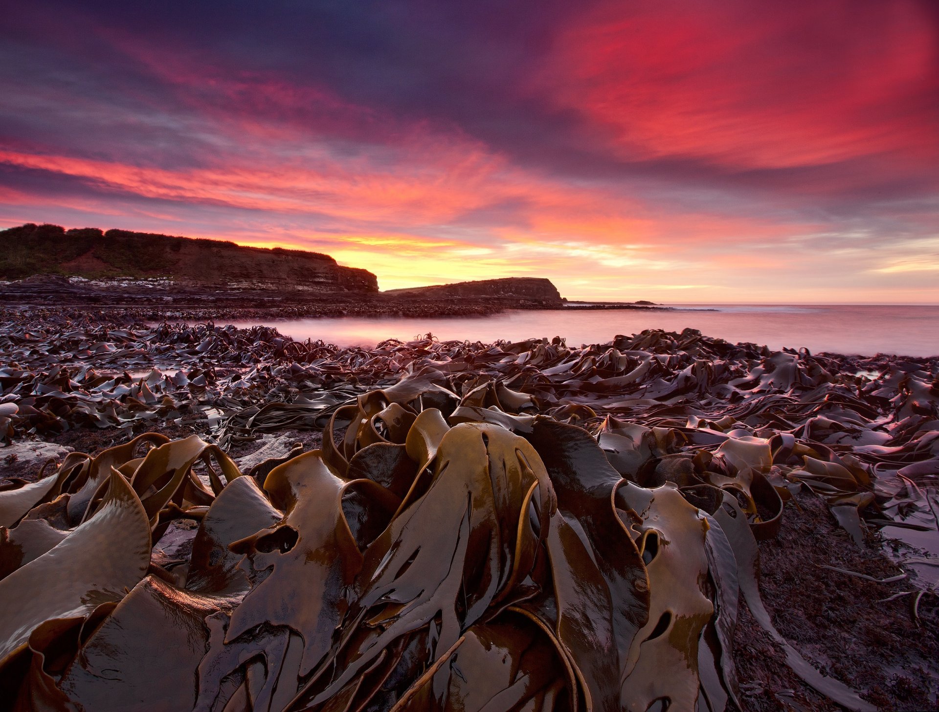 beach algae morning