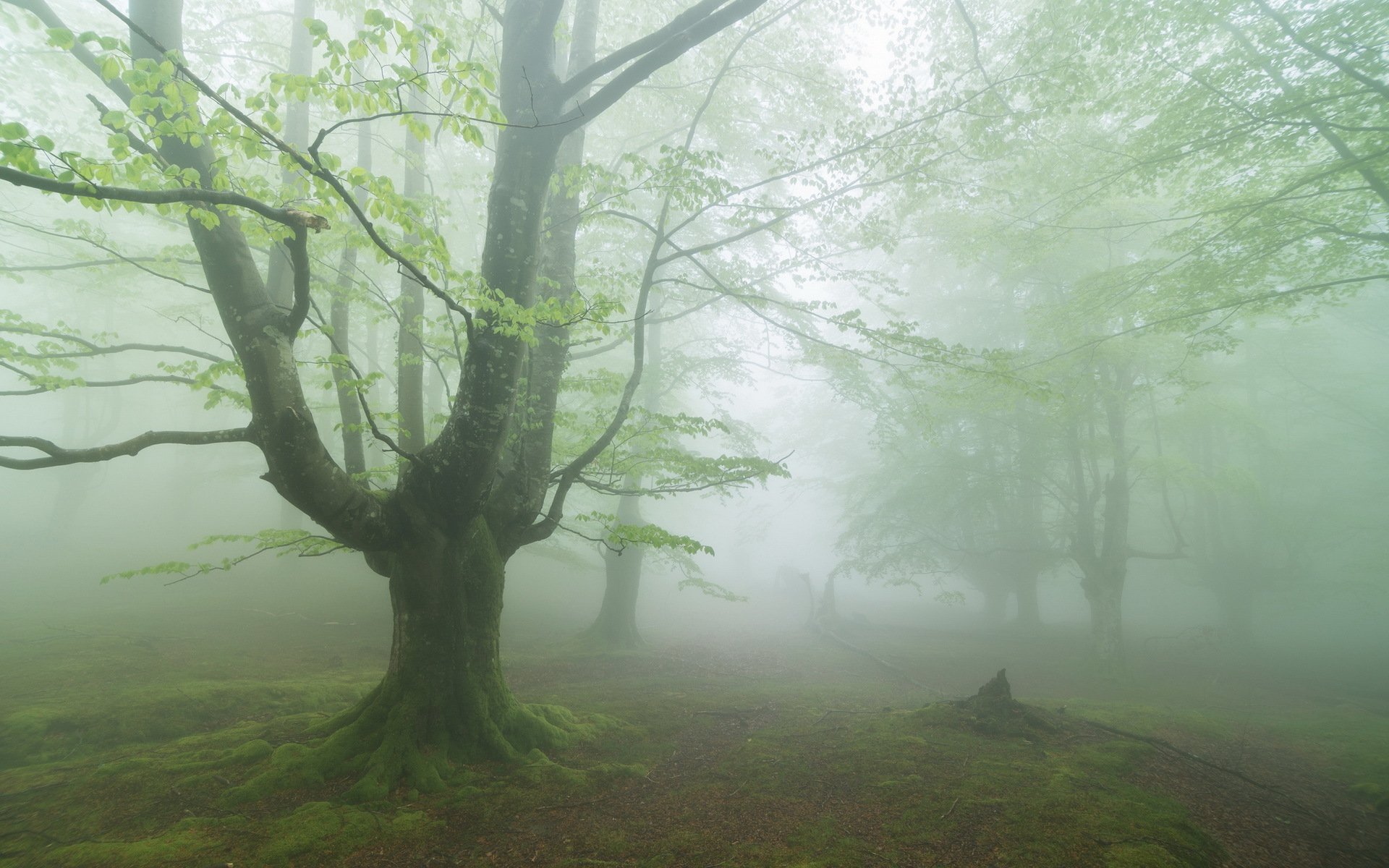 forest fog nature