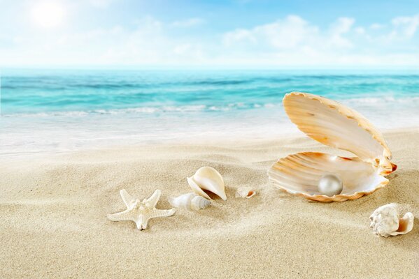Starfish near the pearl on the beach