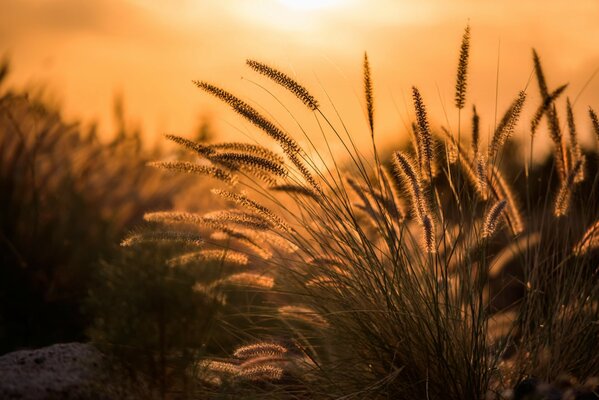 Spikelets from plants photographed at dawn