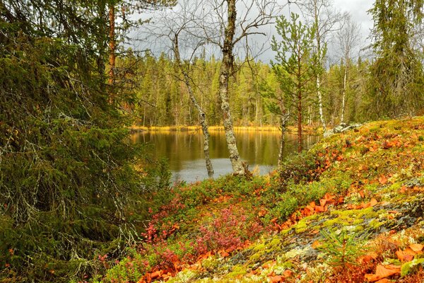 Autumn landscape, forest and pond
