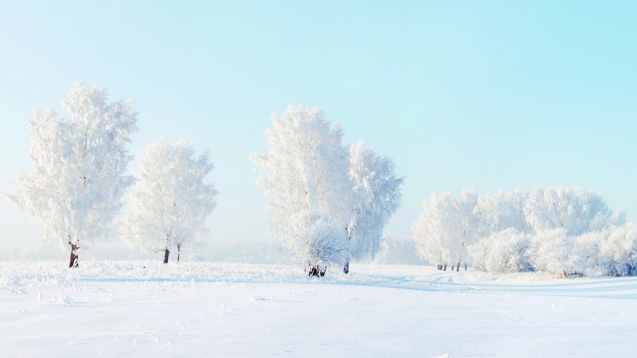 tree snow winter nature