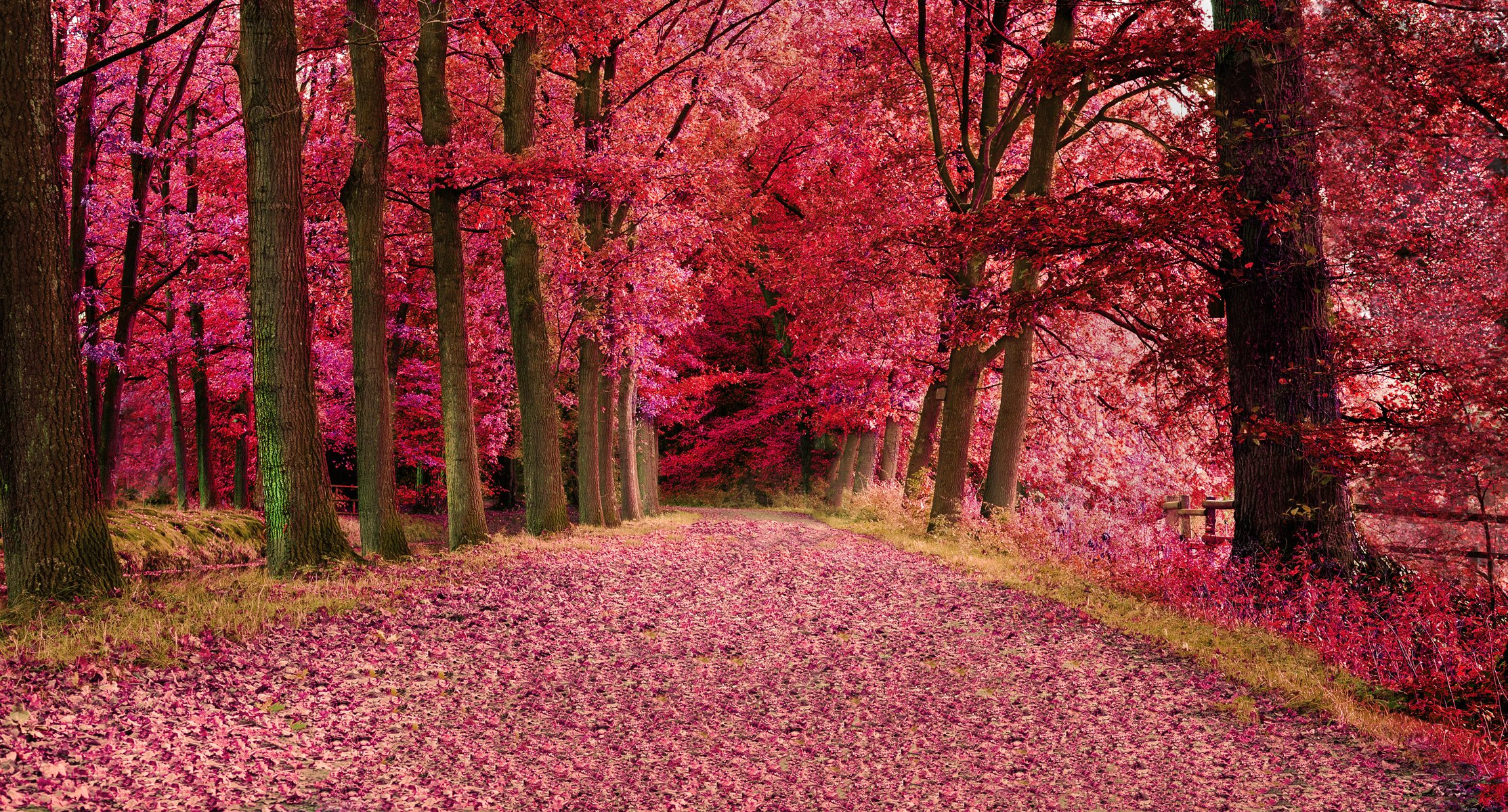 forest tree autumn leaves road