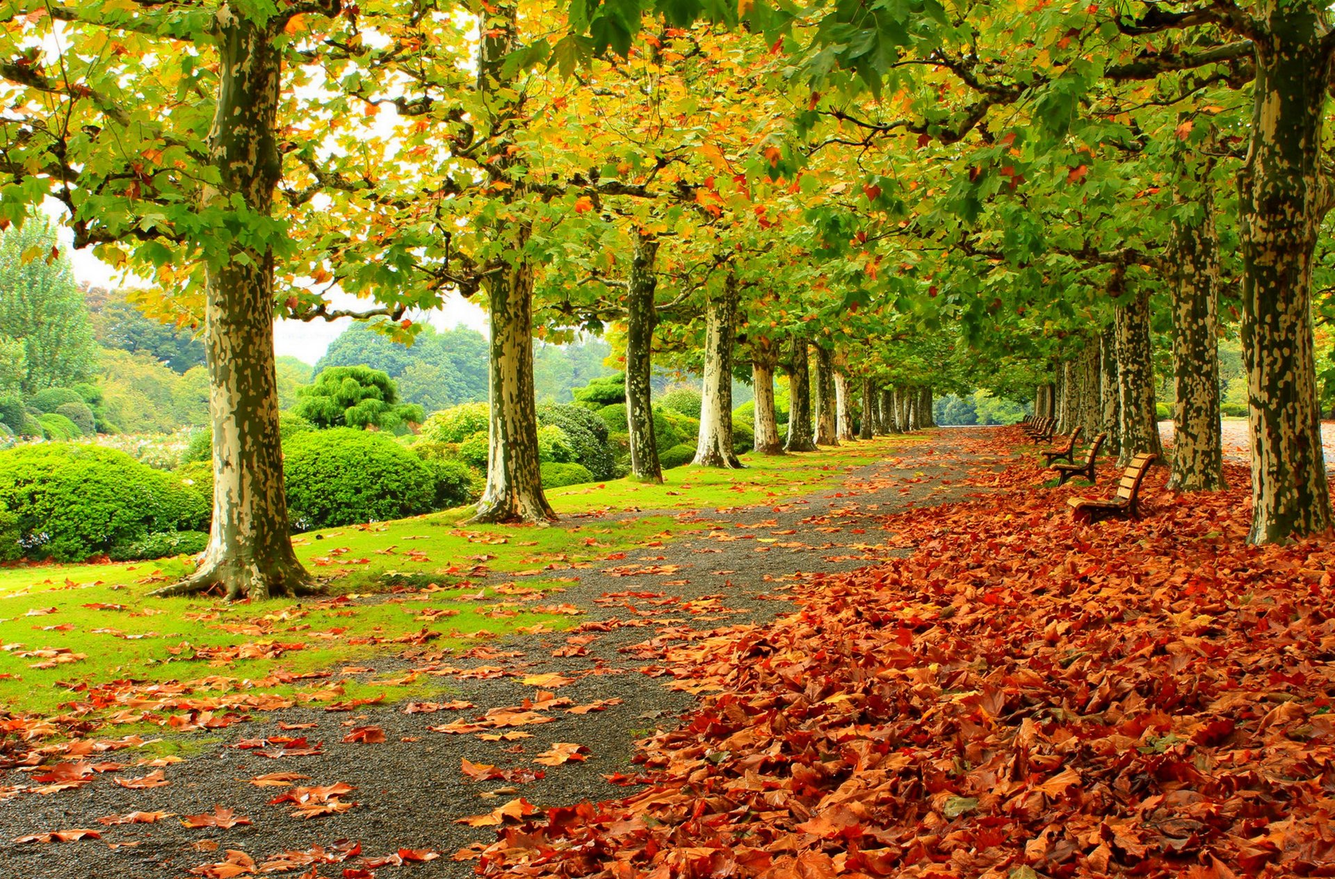 leaves trees park grass road colors autumn walk hdr nature bench tree