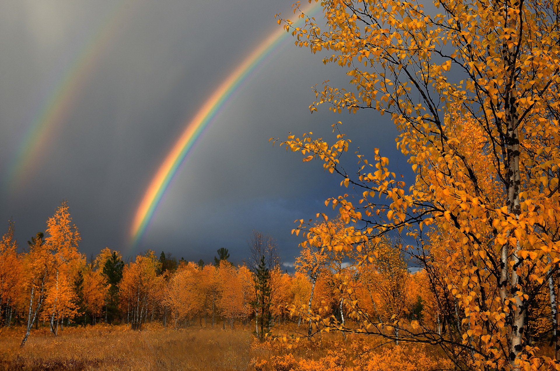 rain leaves autumn nature
