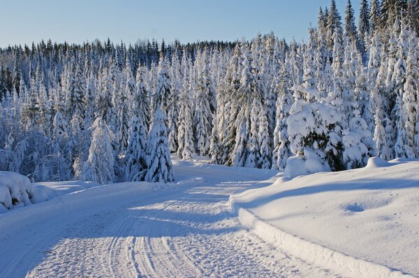 Winter trees in the snow and the road