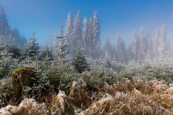 Frost forest and grass in frost