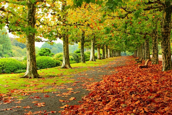 Contrast of colors in the autumn park