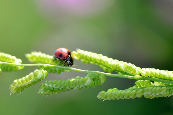 Ladybug crawling on a blade of grass