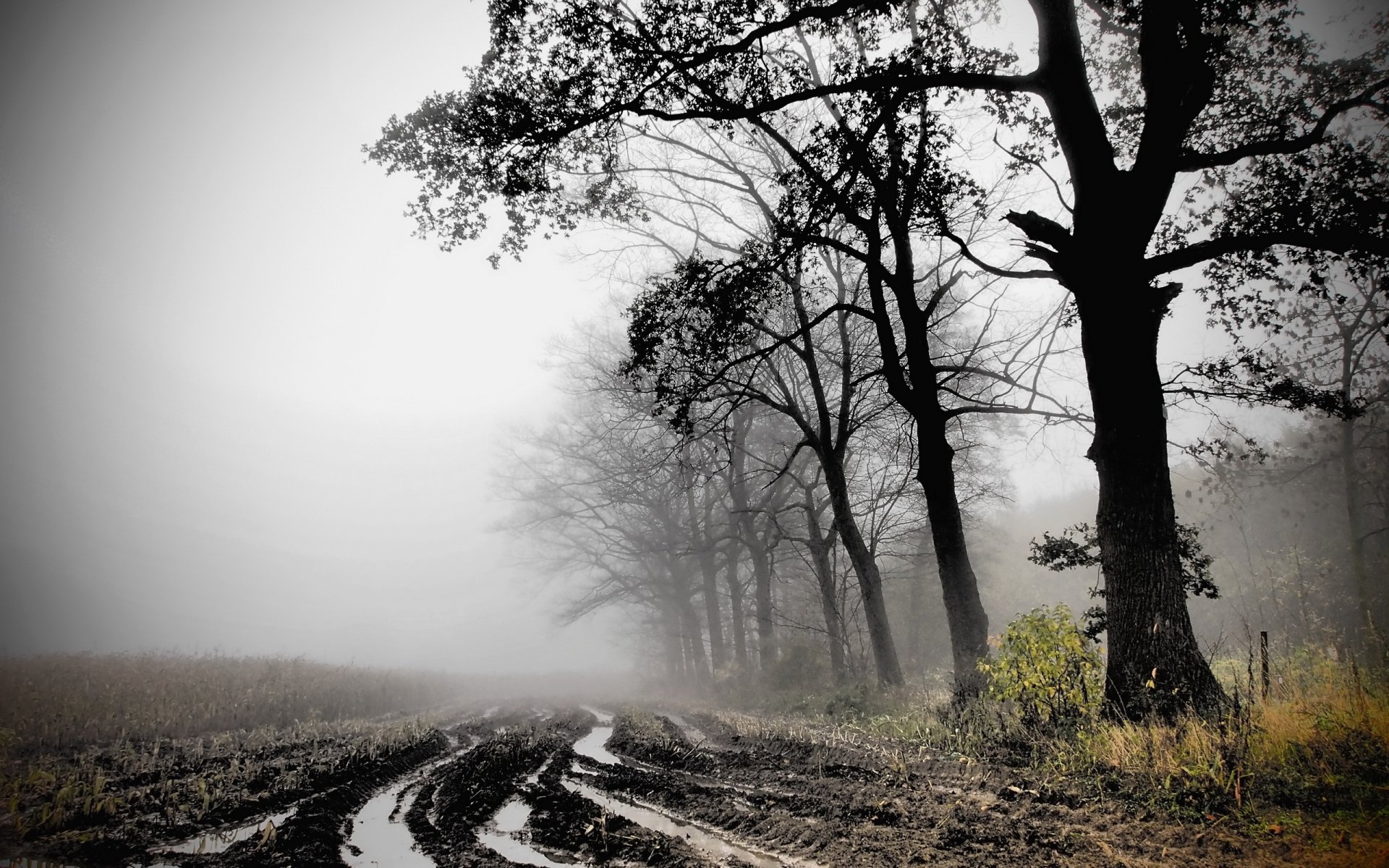autumn the field fog