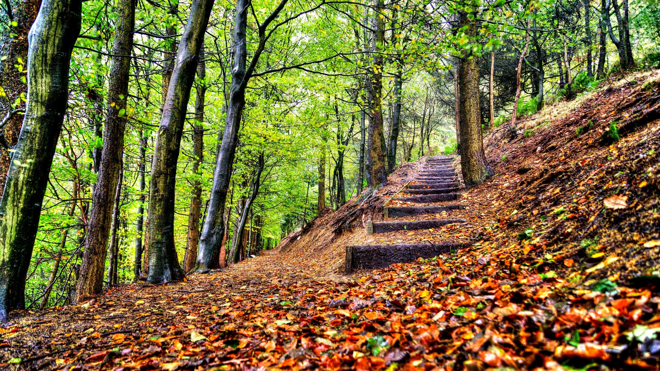 leaves trees forest park steps autumn walk hdr nature
