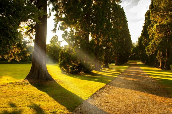 Alley of trees for a walk in the park