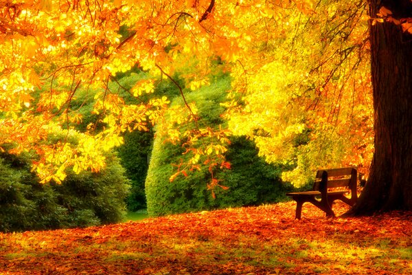 A bench for relaxing in the autumn forest