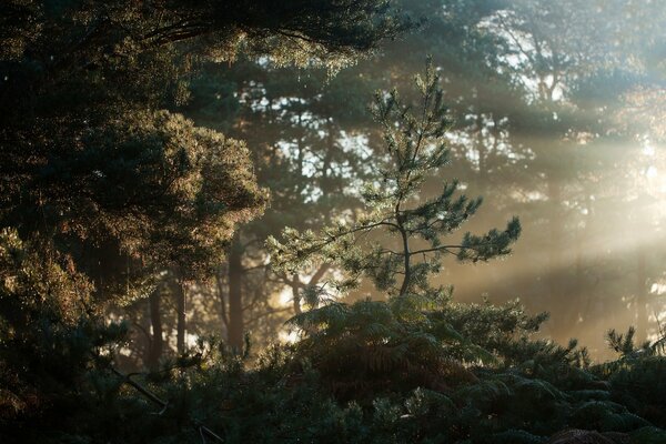 Forest in the morning in the fog