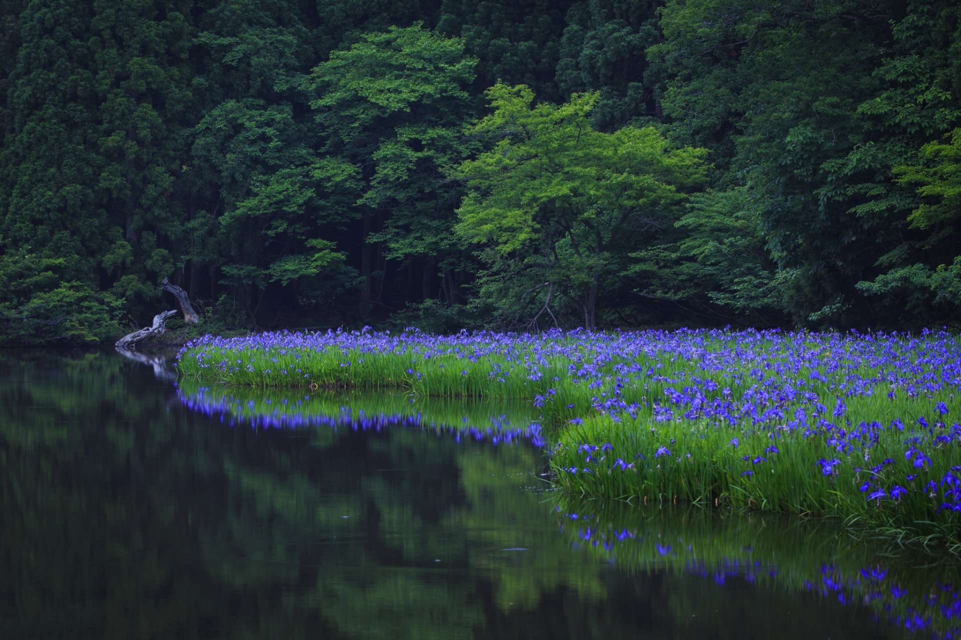 nature tree trees green park water reflection grass flowers flower