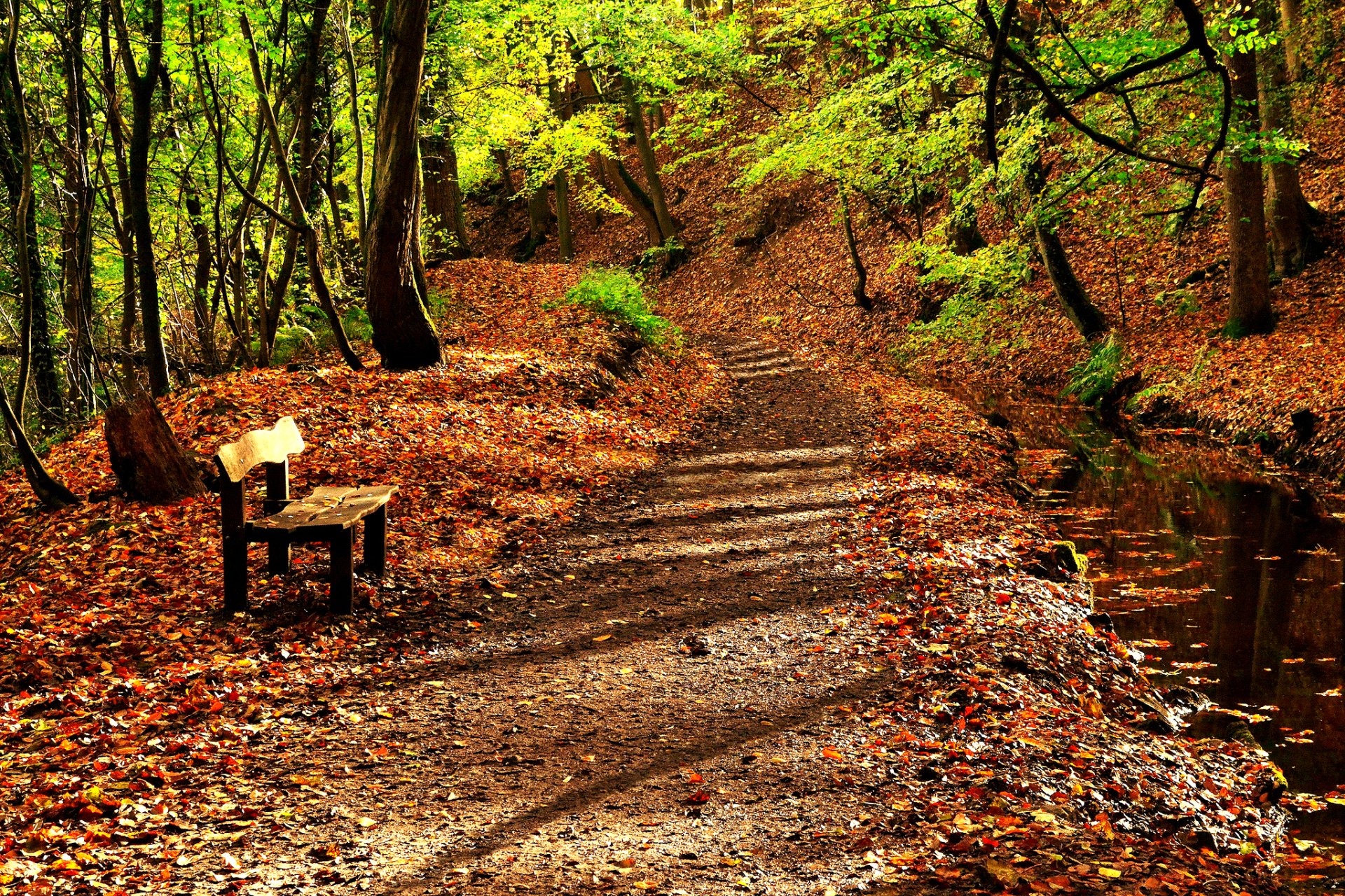 nature road tree autumn leaves water river