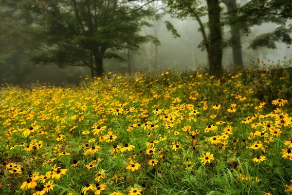 A field profusely blooming with yellow flowers