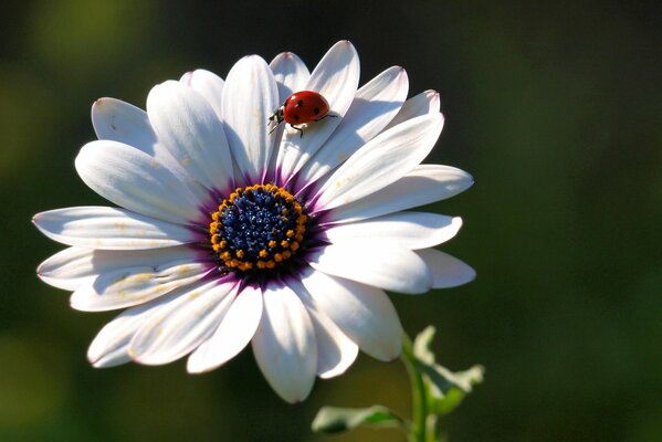 There is a ladybug on the petals of the flower