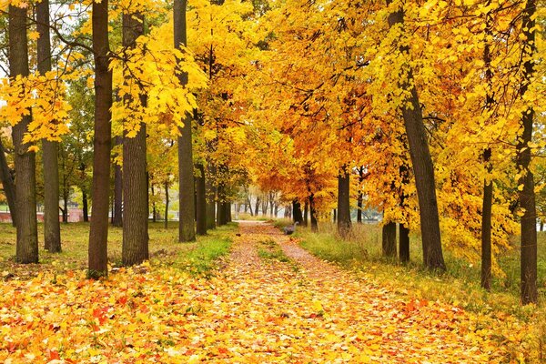 Autumn leaves of trees in the forest