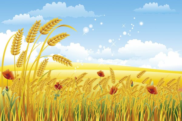 Summer wheat is ready for harvesting