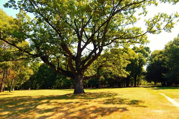 In summer, the shade of oak branches