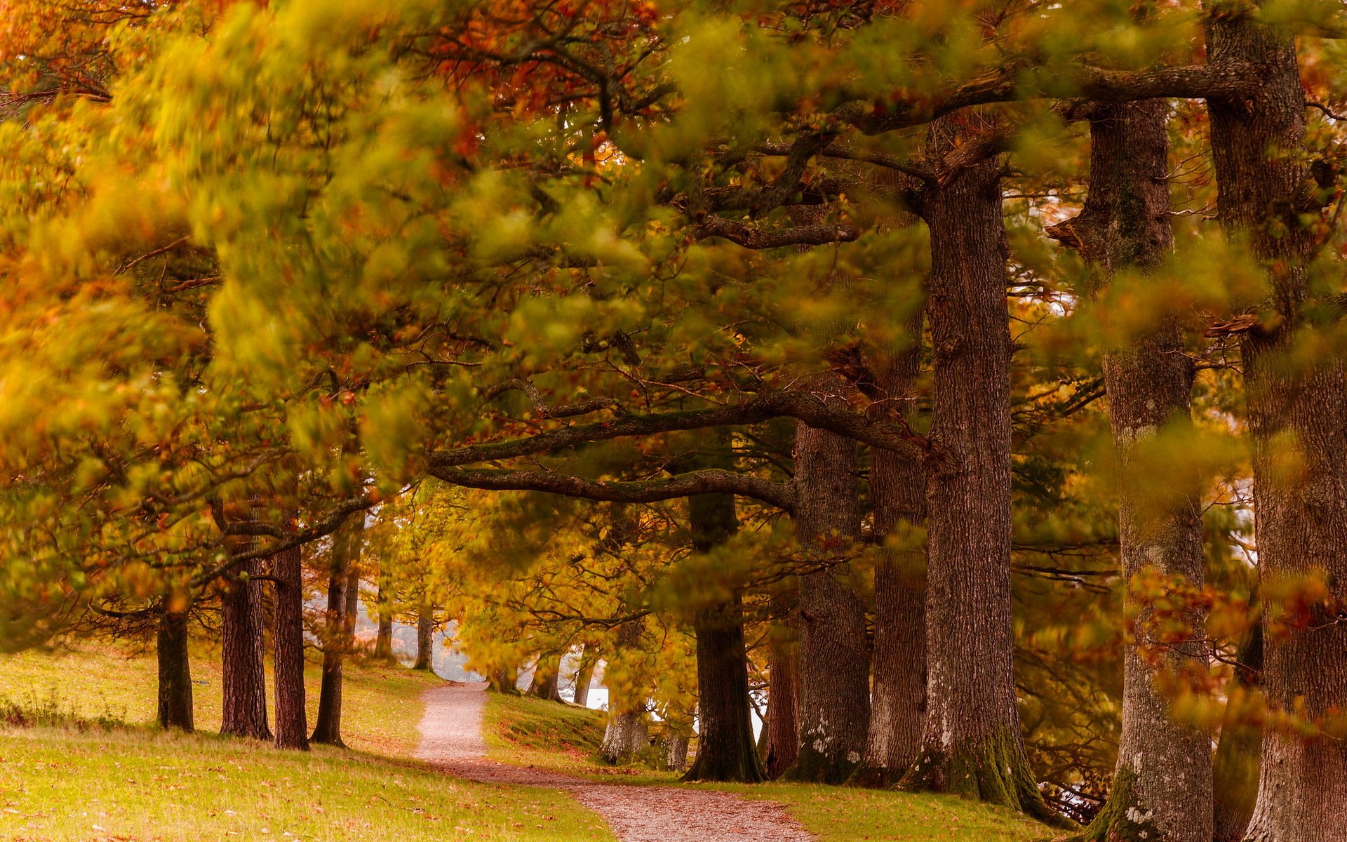 park autumn nature