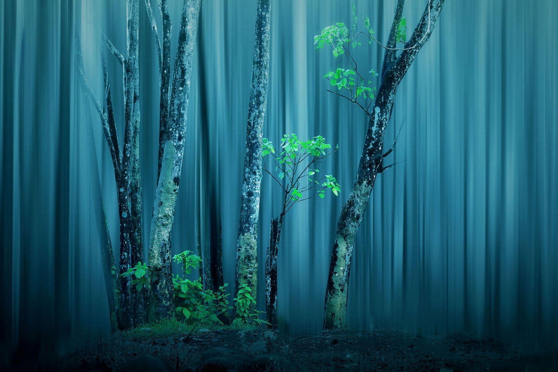 forest tree processing