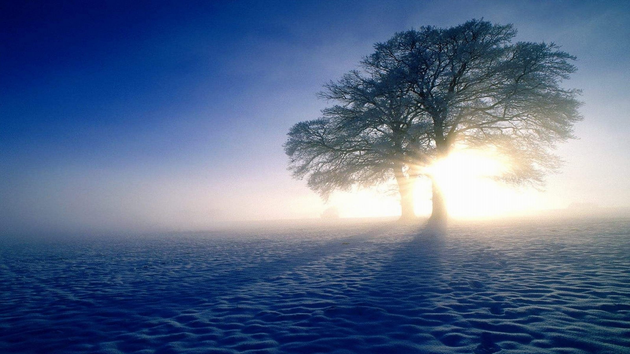 now winter tree sun