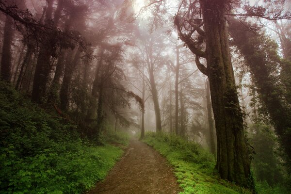 The road in the summer forest in the fog