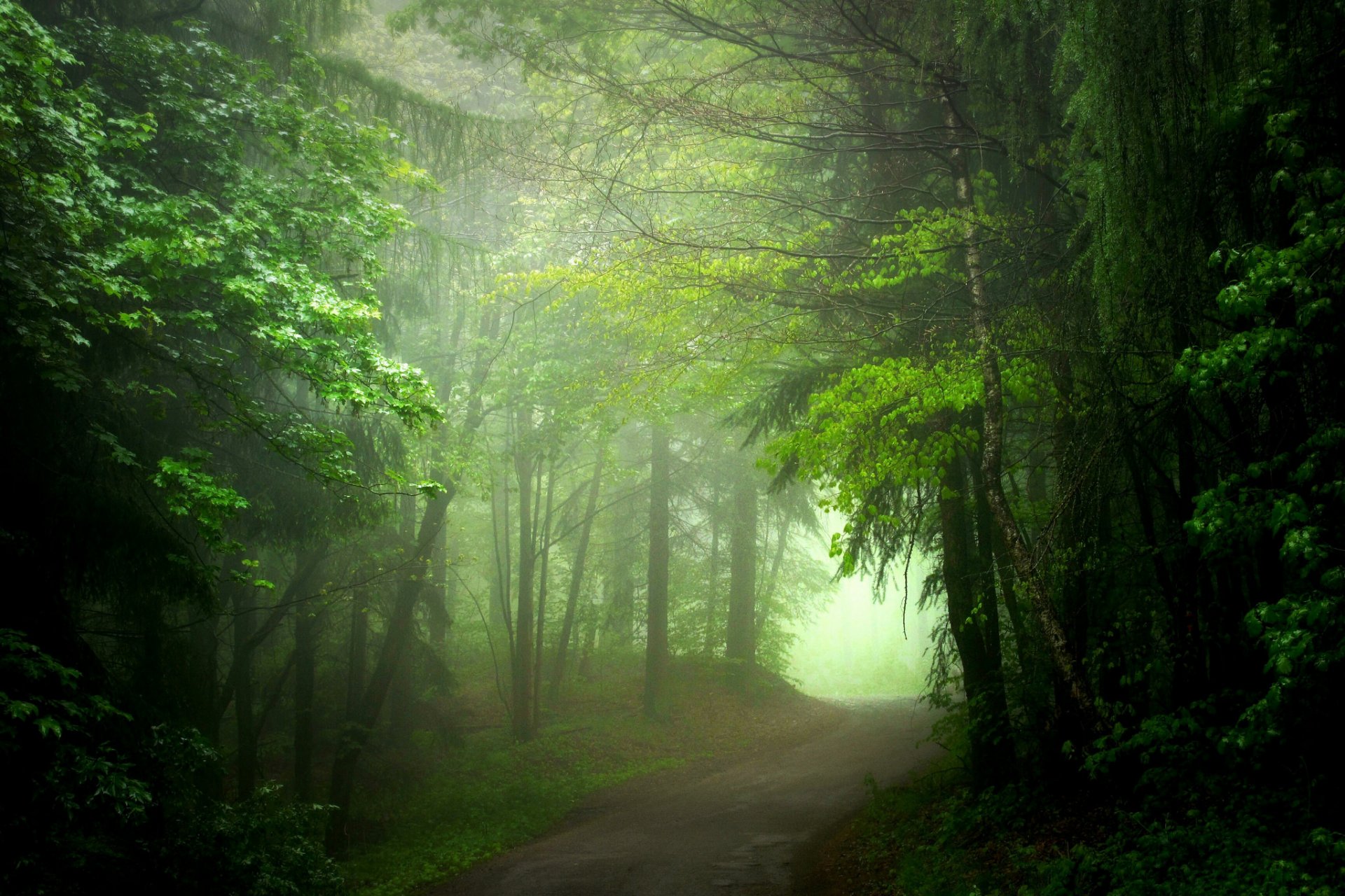 forest road fog summer