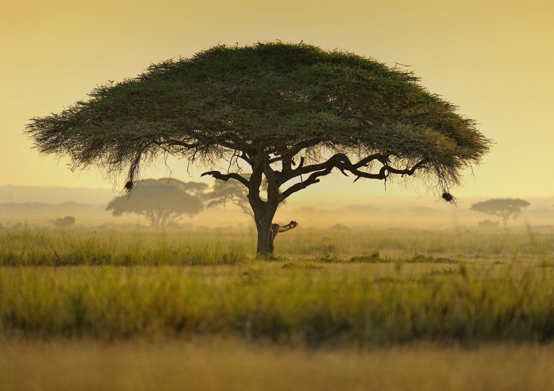 umbrella acacia tree kenya africa