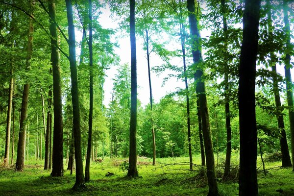 The game of greenery in the summer forest
