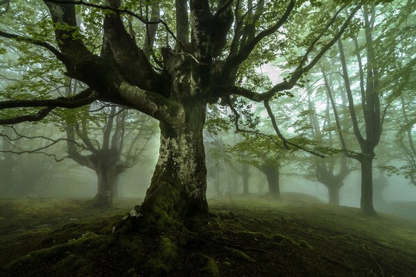 A gloomy forest in the fog