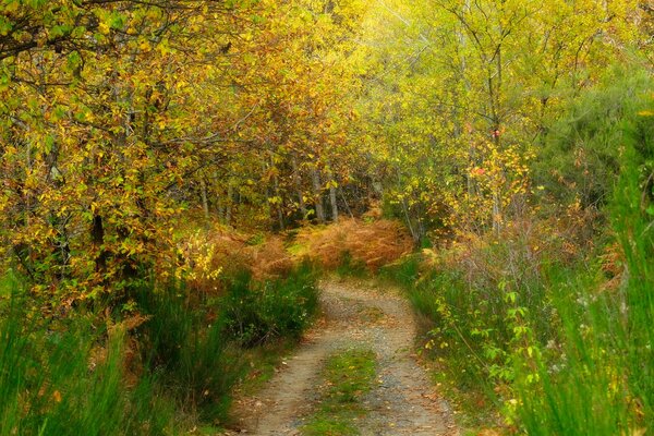 A narrow road in the autumn forest