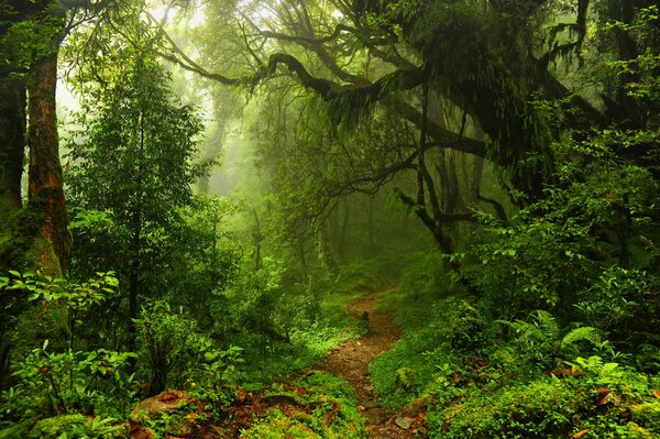 Green trees and thickets in the jungle