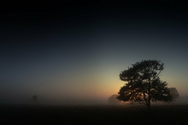 Night landscape with a lonely tree in the fog