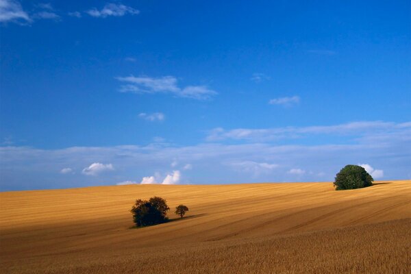 A desert with a blue sky and two bushes