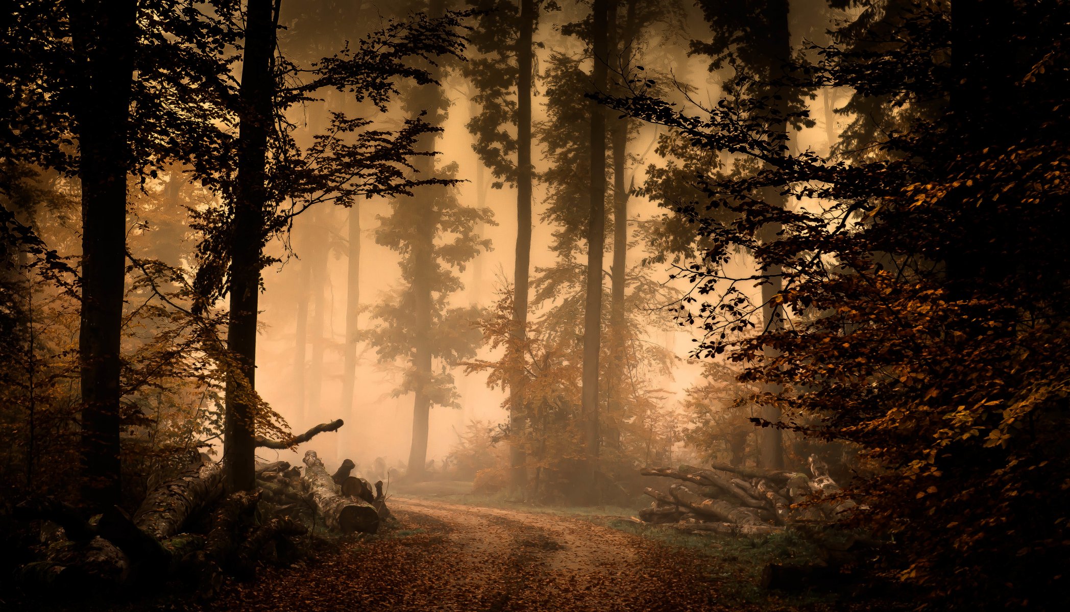 forest fog autumn